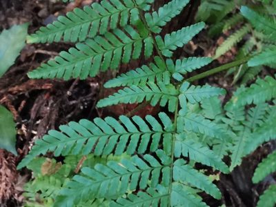 Dryopteris nipponensis, photographed by harum.koh