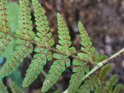 Dryopteris nipponensis, photographed by harum.koh