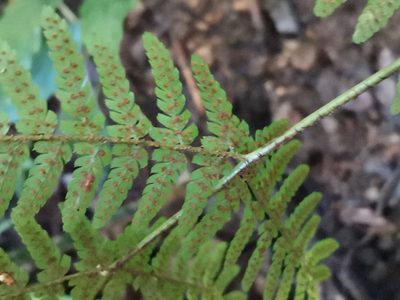 Dryopteris nipponensis, photographed by harum.koh