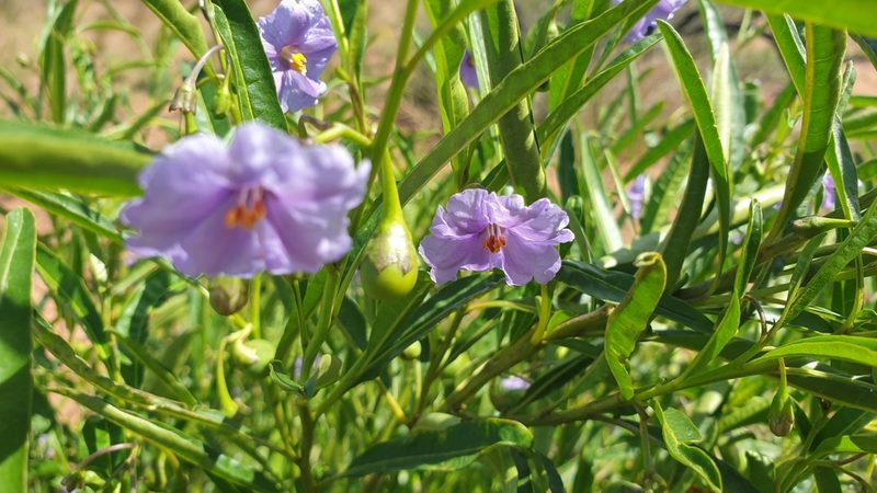 Solanum simile, photographed by Andrew Thornhill