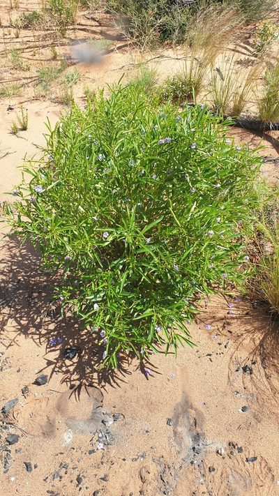 Solanum simile, photographed by Andrew Thornhill