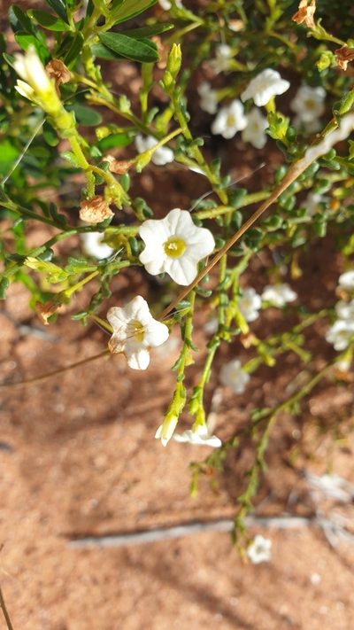 Cyphanthera myosotidea, photographed by Andrew Thornhill