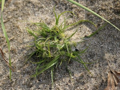 Cyperus michelianus, photographed by Юрий Данилевский (Yuriy Danilevsky)