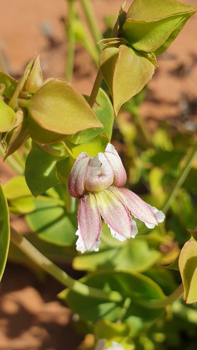 Goodenia connata, photographed by Andrew Thornhill