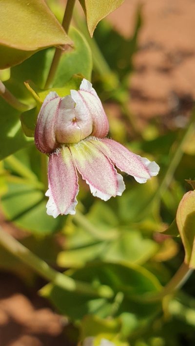 Goodenia connata, photographed by Andrew Thornhill