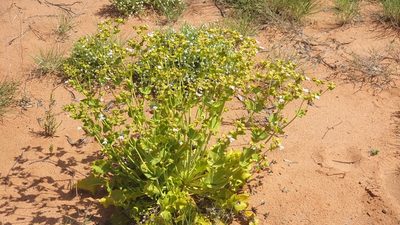 Goodenia connata, photographed by Andrew Thornhill