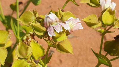 Goodenia connata, photographed by Andrew Thornhill