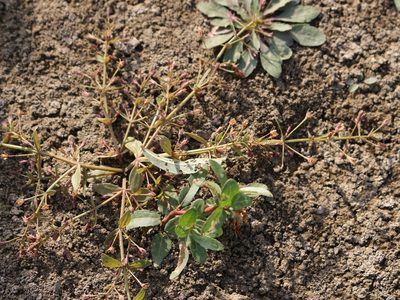 Lindernia procumbens, photographed by Юрий Данилевский (Yuriy Danilevsky)