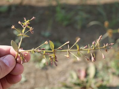 Lindernia procumbens, photographed by Юрий Данилевский (Yuriy Danilevsky)