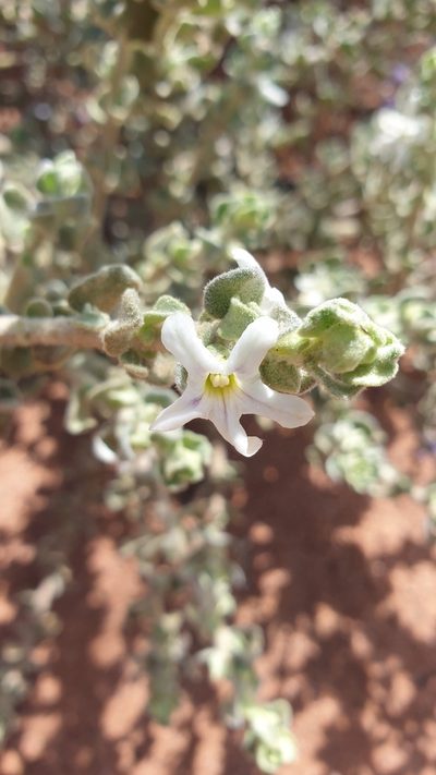 Grammosolen dixonii, photographed by Andrew Thornhill