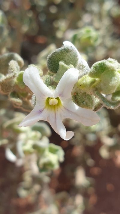 Grammosolen dixonii, photographed by Andrew Thornhill