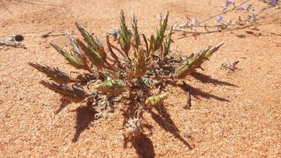 Podotheca angustifolia, photographed by Andrew Thornhill
