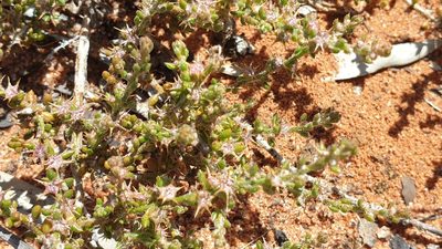 Sclerolaena parviflora, photographed by Andrew Thornhill