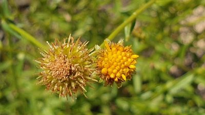 Calotis erinacea, photographed by Andrew Thornhill