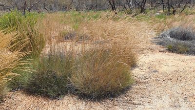Triodia scariosa, photographed by Andrew Thornhill