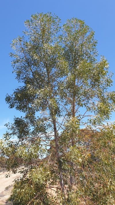 Codonocarpus cotinifolius, photographed by Andrew Thornhill