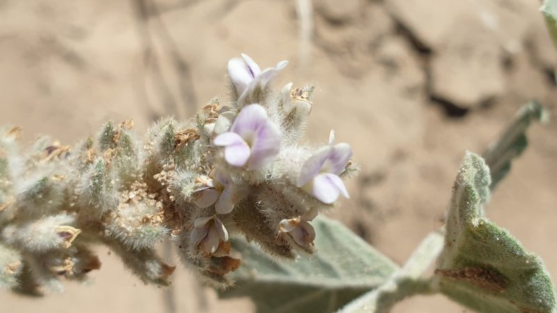 Cullen discolor, photographed by Andrew Thornhill