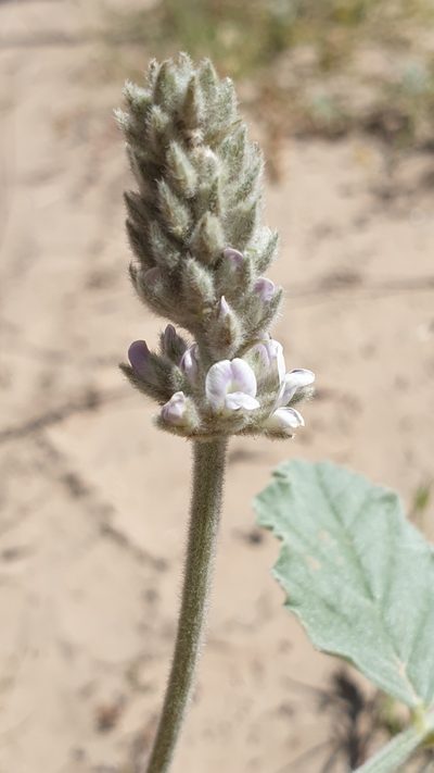 Cullen discolor, photographed by Andrew Thornhill