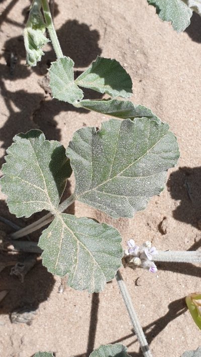 Cullen discolor, photographed by Andrew Thornhill