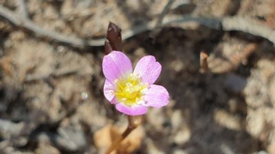 Calandrinia eremaea, photographed by Andrew Thornhill