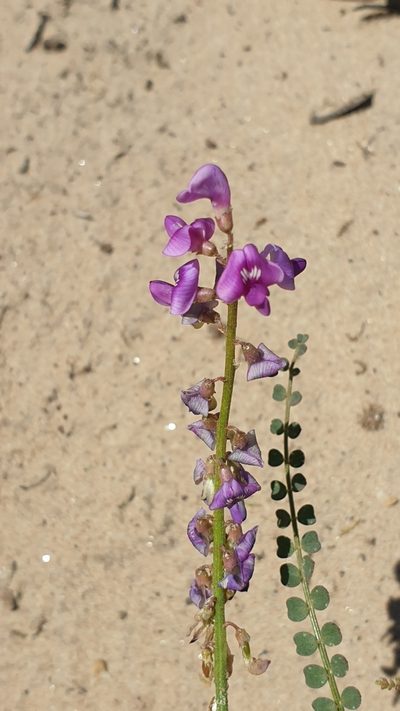 Swainsona microphylla, photographed by Andrew Thornhill