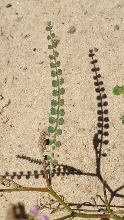 Swainsona microphylla, photographed by Andrew Thornhill