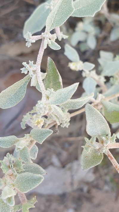 Atriplex limbata, photographed by Andrew Thornhill