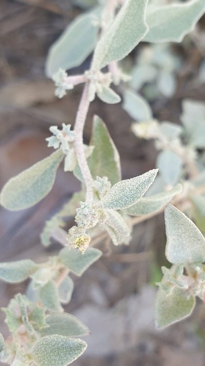 Atriplex limbata, photographed by Andrew Thornhill