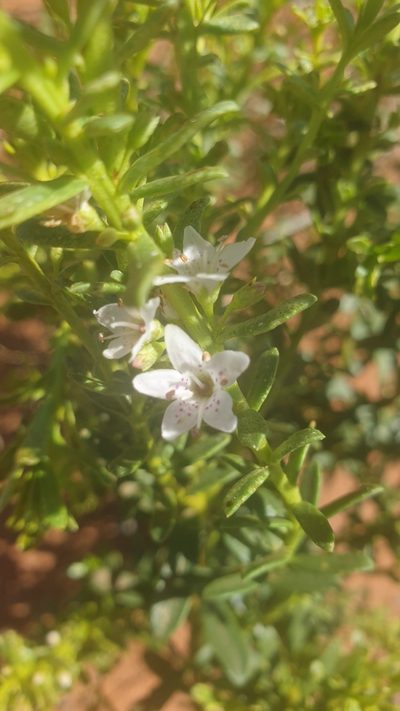 Myoporum brevipes, photographed by Andrew Thornhill