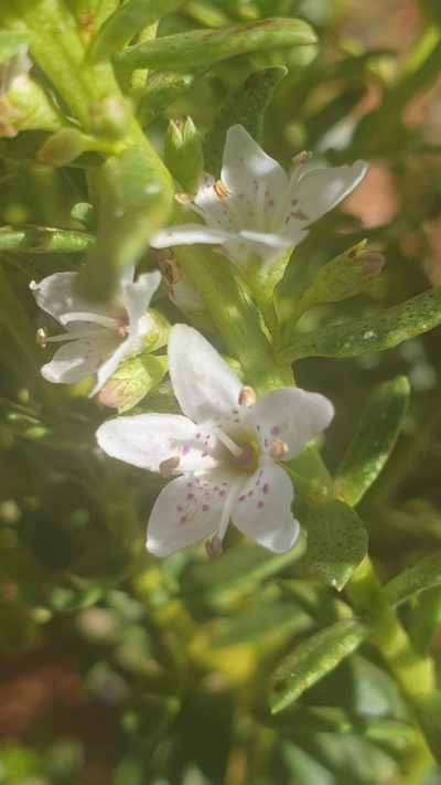 Myoporum brevipes, photographed by Andrew Thornhill