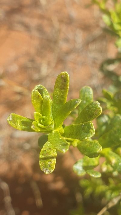Myoporum brevipes, photographed by Andrew Thornhill
