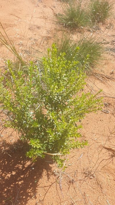 Myoporum brevipes, photographed by Andrew Thornhill