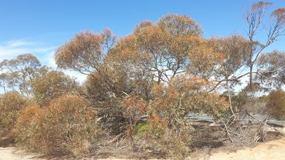 Eucalyptus socialis, photographed by Andrew Thornhill