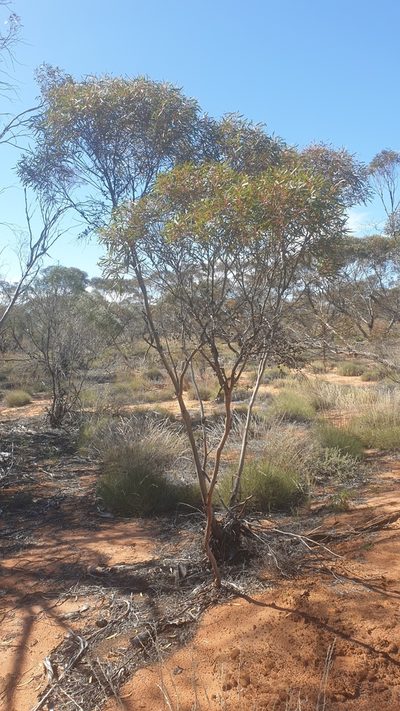 Eucalyptus leptophylla, photographed by Andrew Thornhill