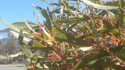 Eucalyptus leptophylla, photographed by Andrew Thornhill
