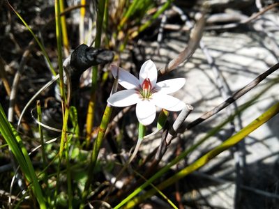 Geissorhiza ovata, photographed by De Waal Hugo