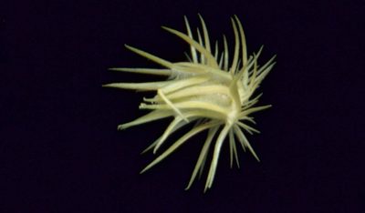 Cenchrus biflorus, photographed by i_c_riddell
