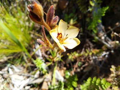 Wachendorfia brachyandra, photographed by De Waal Hugo