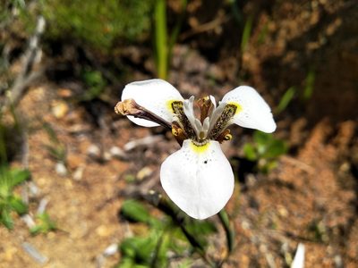 Moraea tricuspidata, photographed by De Waal Hugo