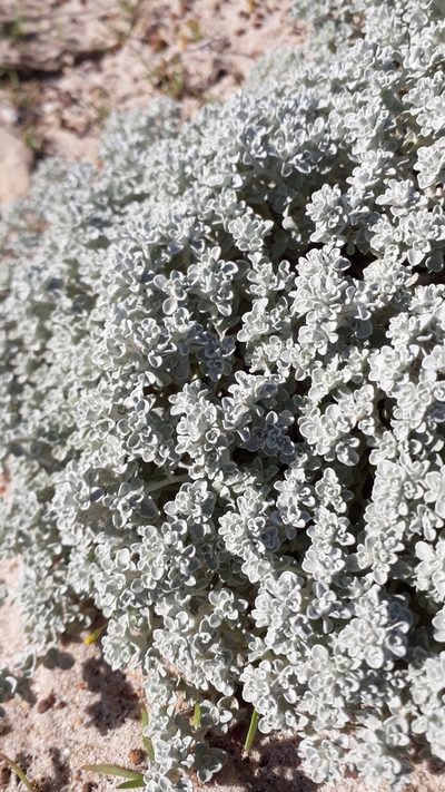 Helichrysum crispum, photographed by Ian Webb