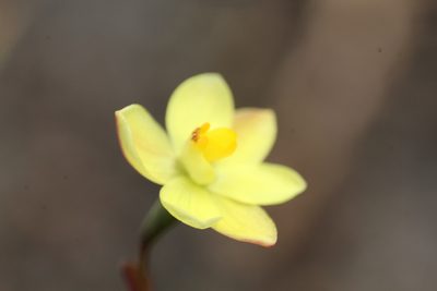Thelymitra flexuosa, photographed by Em Lamond