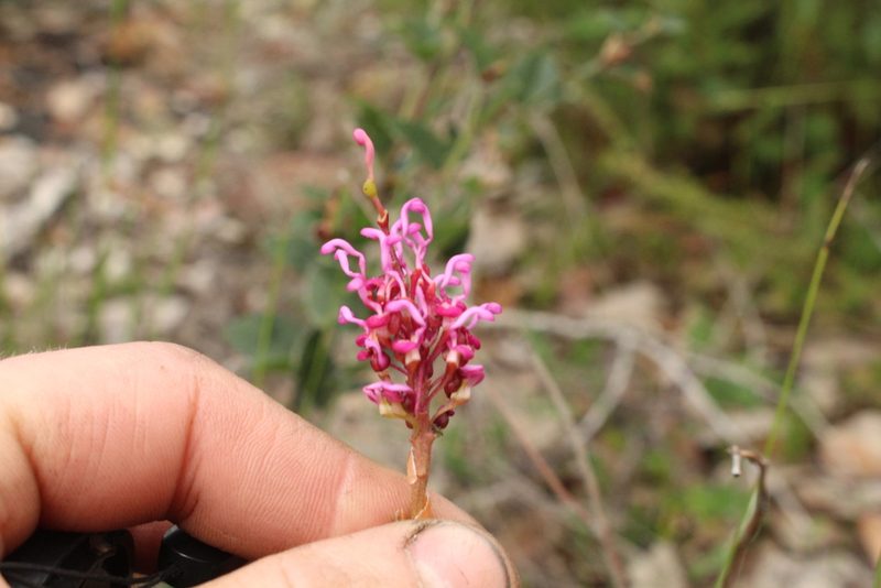 Grevillea quercifolia, photographed by Em Lamond