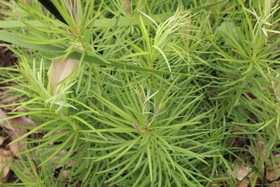 Podocarpus drouynianus, photographed by Em Lamond