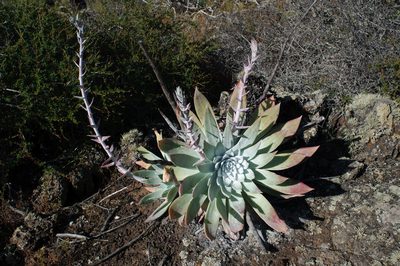 Dudleya anthonyi, photographed by Cheng-Tao Lin