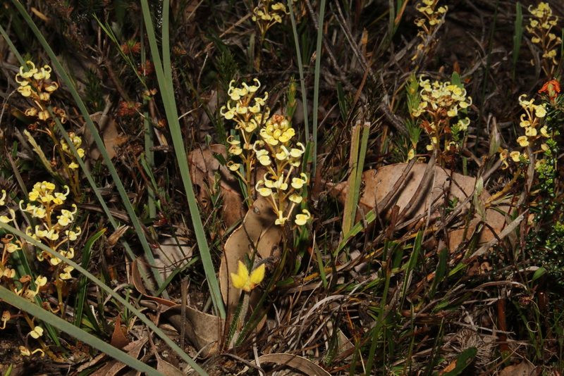 Grevillea cirsiifolia, photographed by Em Lamond