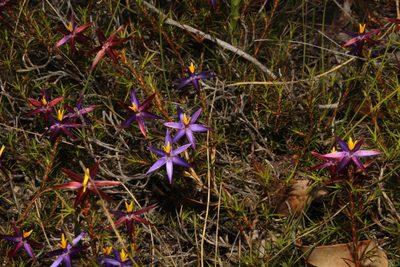 Calectasia demarzii, photographed by Em Lamond