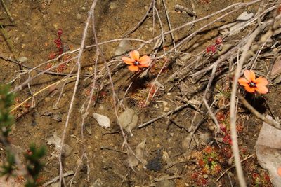 Drosera platystigma, photographed by Em Lamond