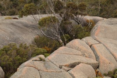 Eucalyptus megacarpa, photographed by Em Lamond