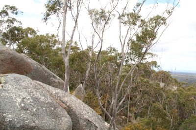 Eucalyptus megacarpa, photographed by Em Lamond