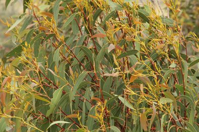 Eucalyptus megacarpa, photographed by Em Lamond